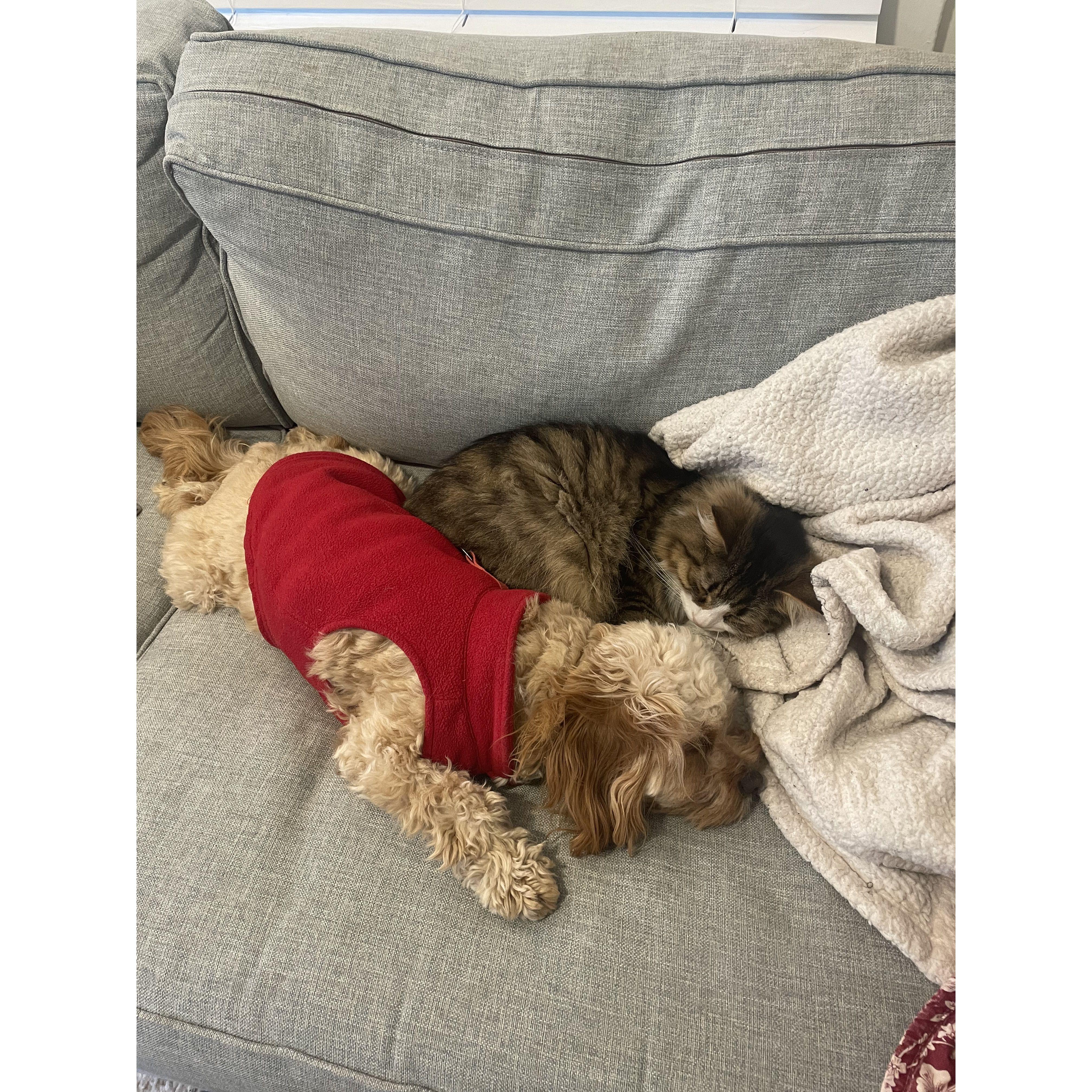 Rare occurrence of the babies cuddling together .