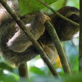 La Perica Sloth Garden