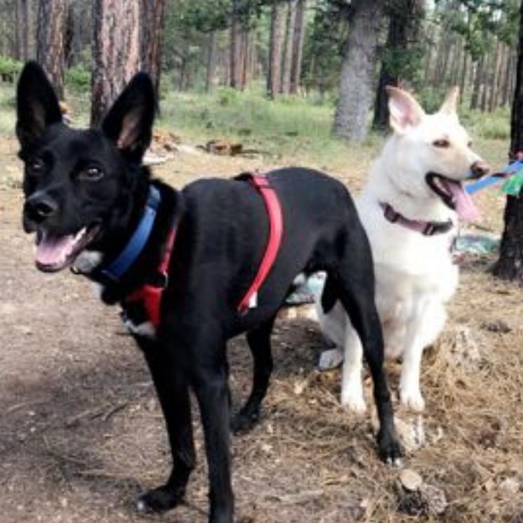 Adventure Pups