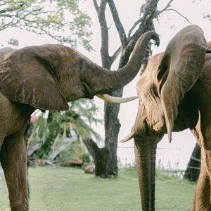 Safari Excursion