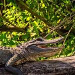 Cajun Pride Swamp Tours