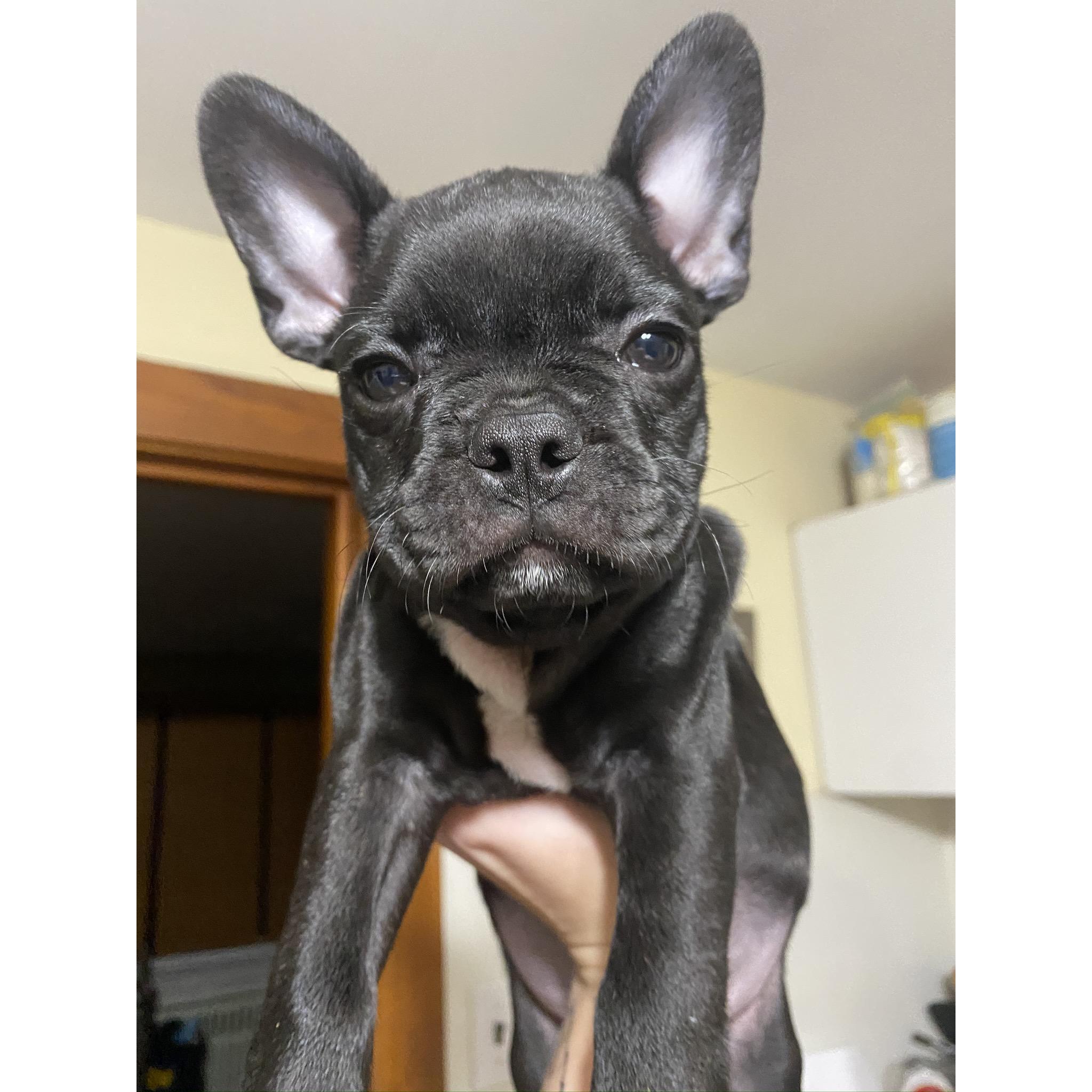 A few days after getting engaged we welcomed our second precious bean to the family! Loki completed the fur baby part of our family 💙🐾