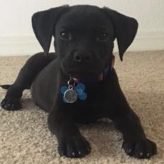 Skipper -- Fur baby #3