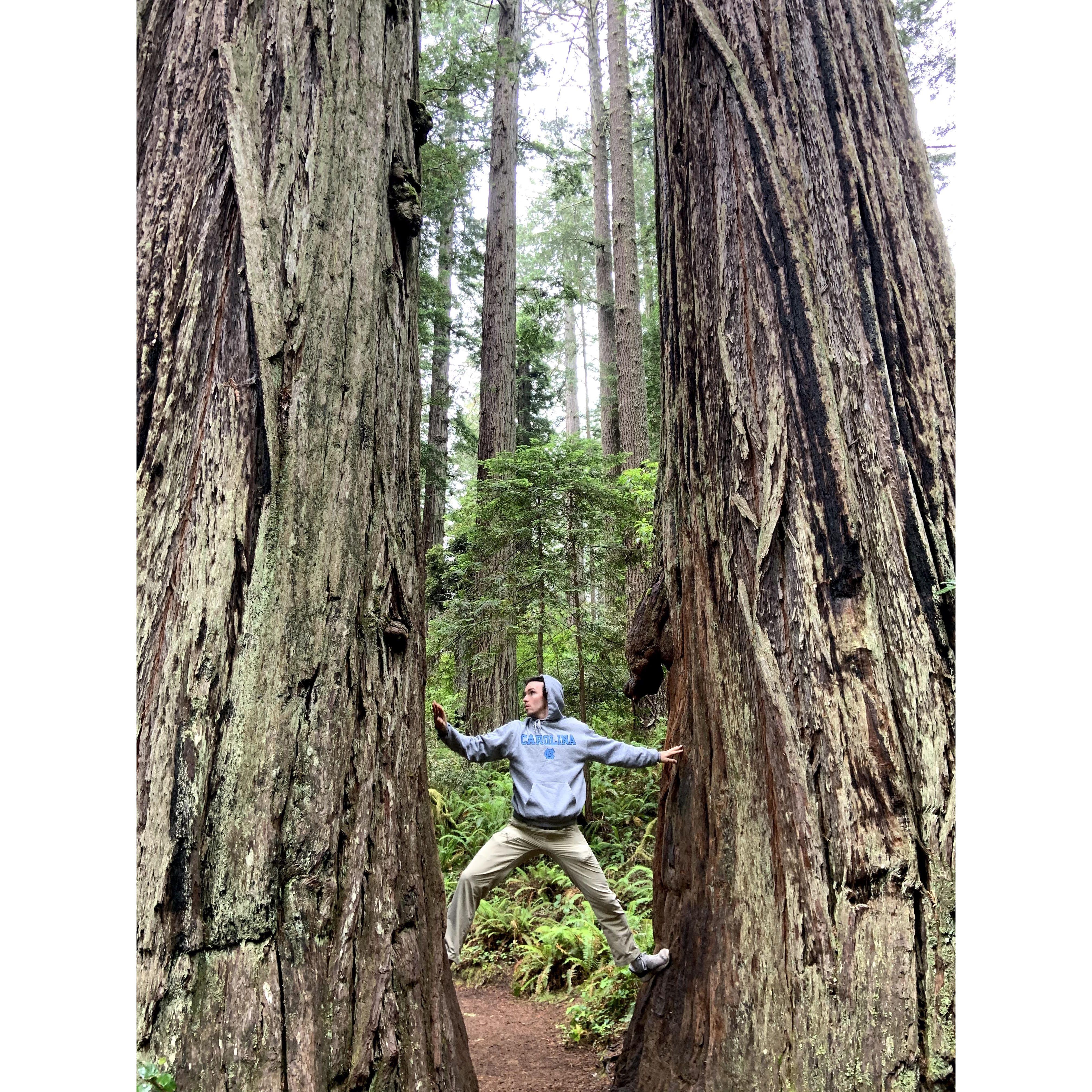 Amazing Redwood National and State Parks. We stopped here while coming back down from Oregon in 2020.