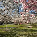 Wilcox Park