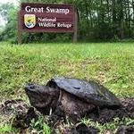 Great Swamp National Wildlife Refuge