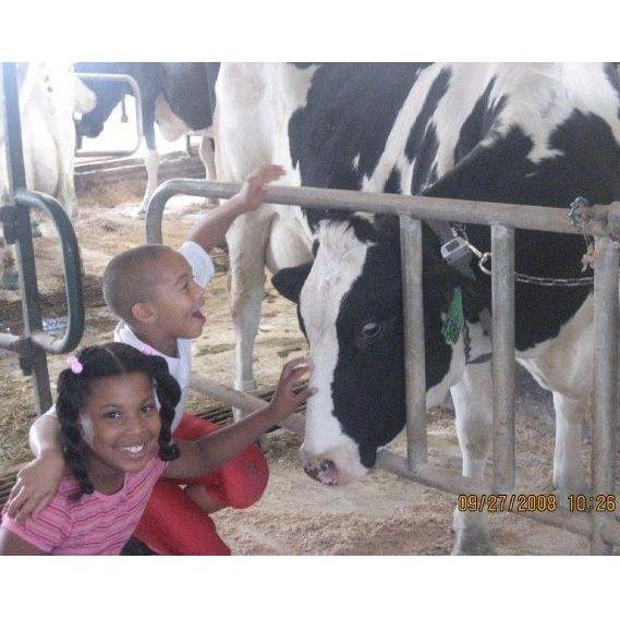 MSU dairy barn 2008