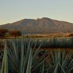 Day Trip - Tequila