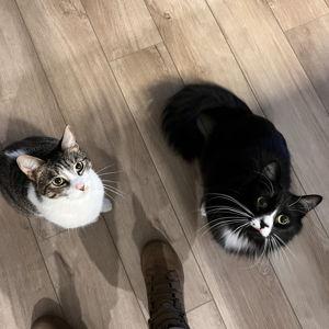 Treats Please