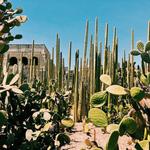 Jardín Etnobotánico de Oaxaca