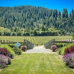 Goldeneye Winery
