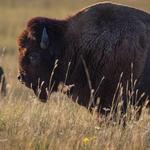 Fort Niobrara National Wildlife Refuge