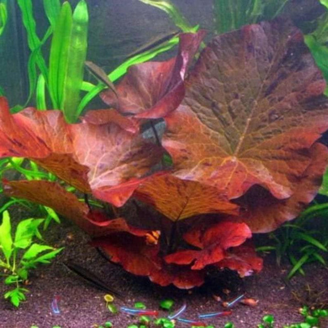 Marcus Fish Tanks - Tiger Lotus Lily Nymphaea Lotus - Live Aquarium Plants - Freshwater Aquatic Plant Buy 2 Get 1