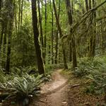 Forest Park