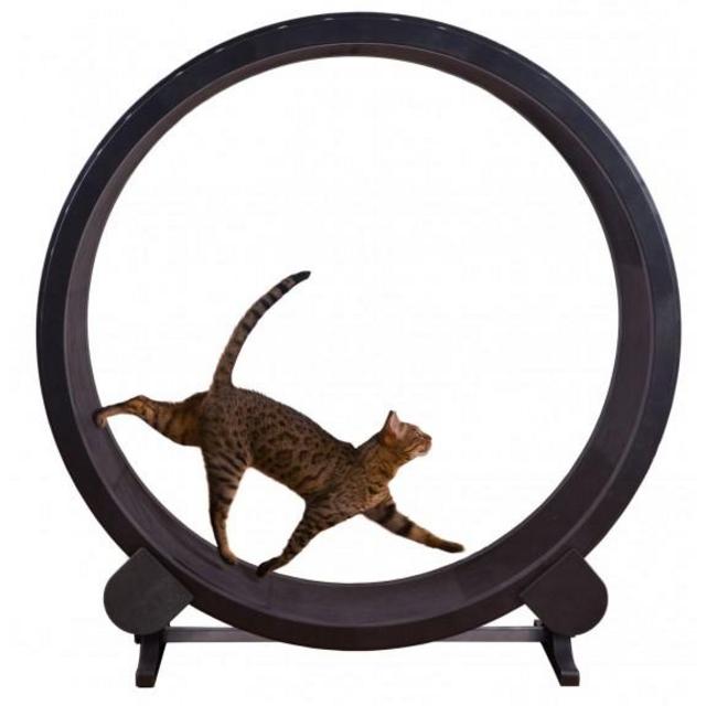 Cat Exercise Wheel