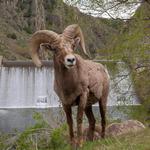 Waterton Canyon Trailhead