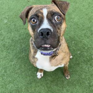 Our Pet Toy Fund