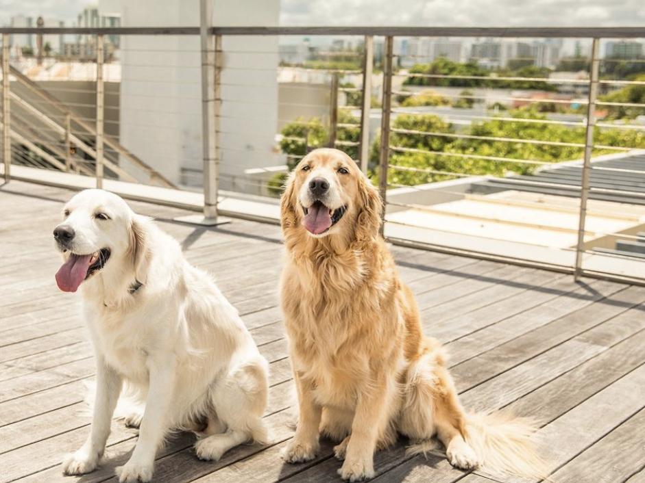 The Wedding Website of Rachael Plutzik and Max Kaplan