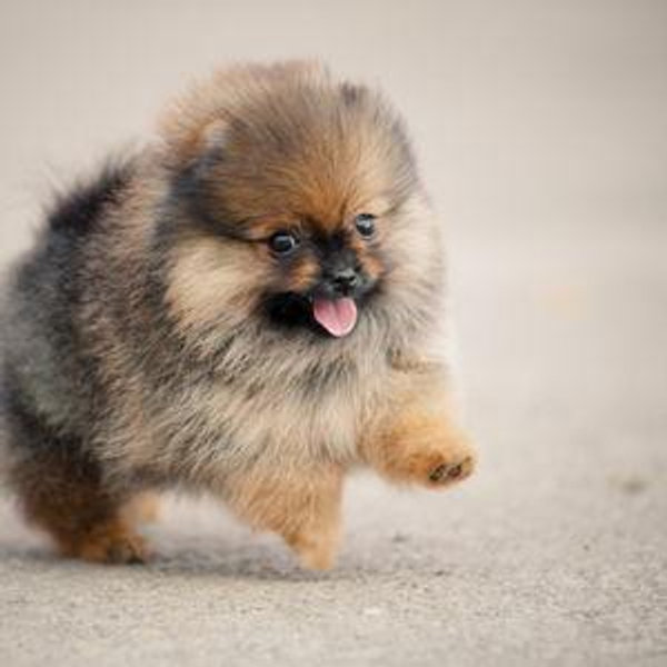 Pomeranian Fund