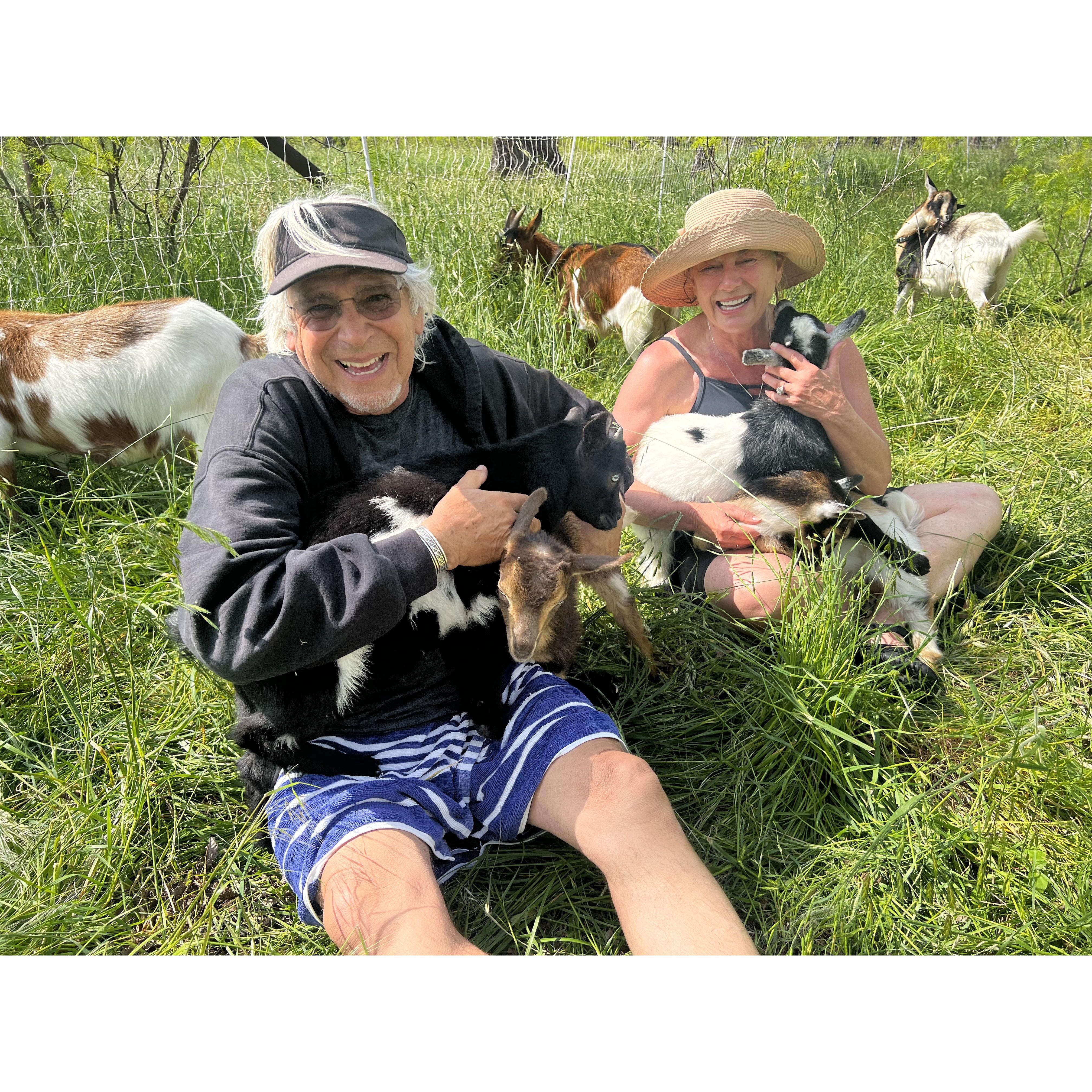 Baby goat Euphoria day of the Total Solar Eclipse at a Hipcamp in Texas, April 8, 2024