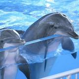 Marineland Dolphin Adventure