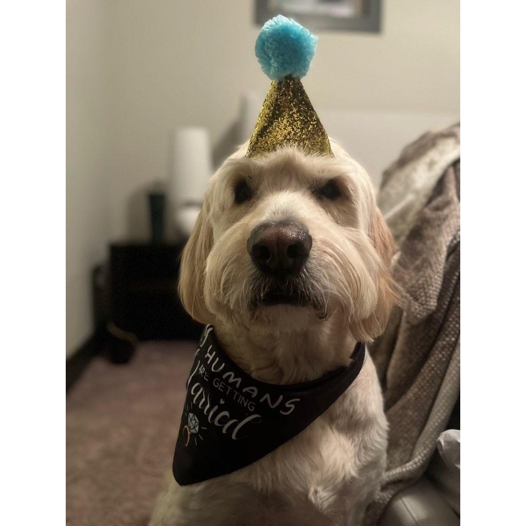 Ollie was not a fan of his hat!