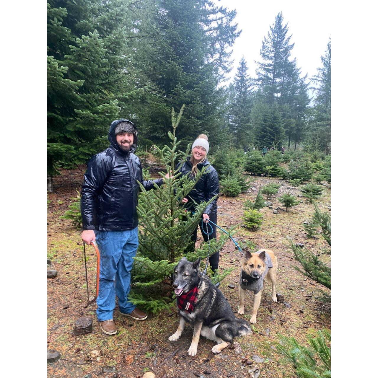CMAS tree 2021!
