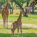 Fossil Rim Wildlife Center