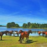 New Forest National Park