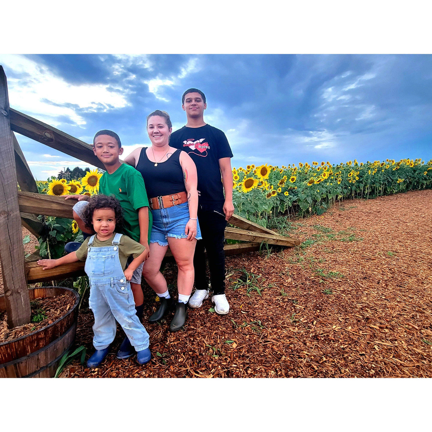 Sunflower Fields