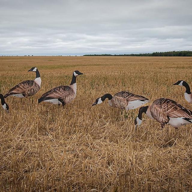 Real-Geese 1 Doz Vivid Series Silhouette Decoys