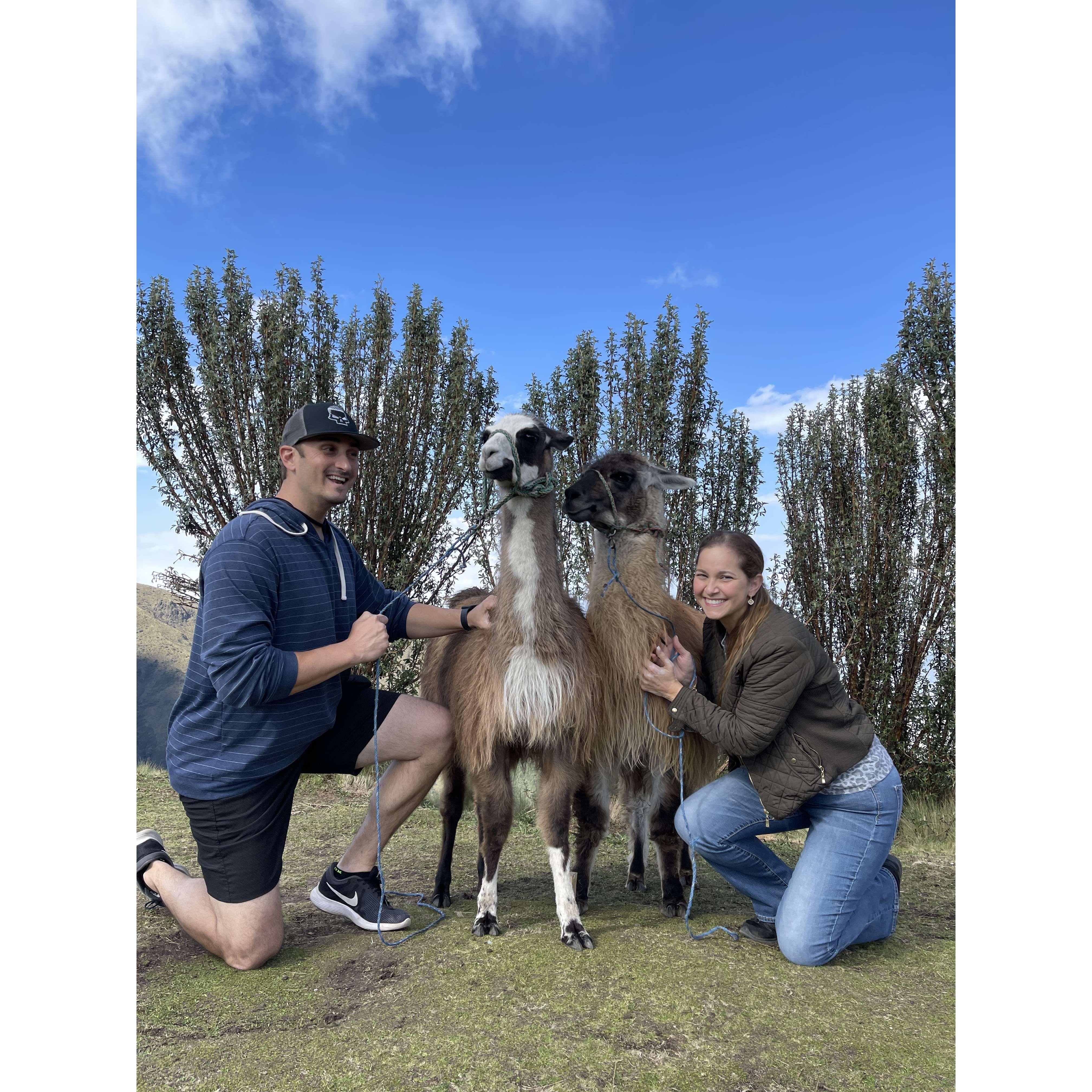 llama love you forever