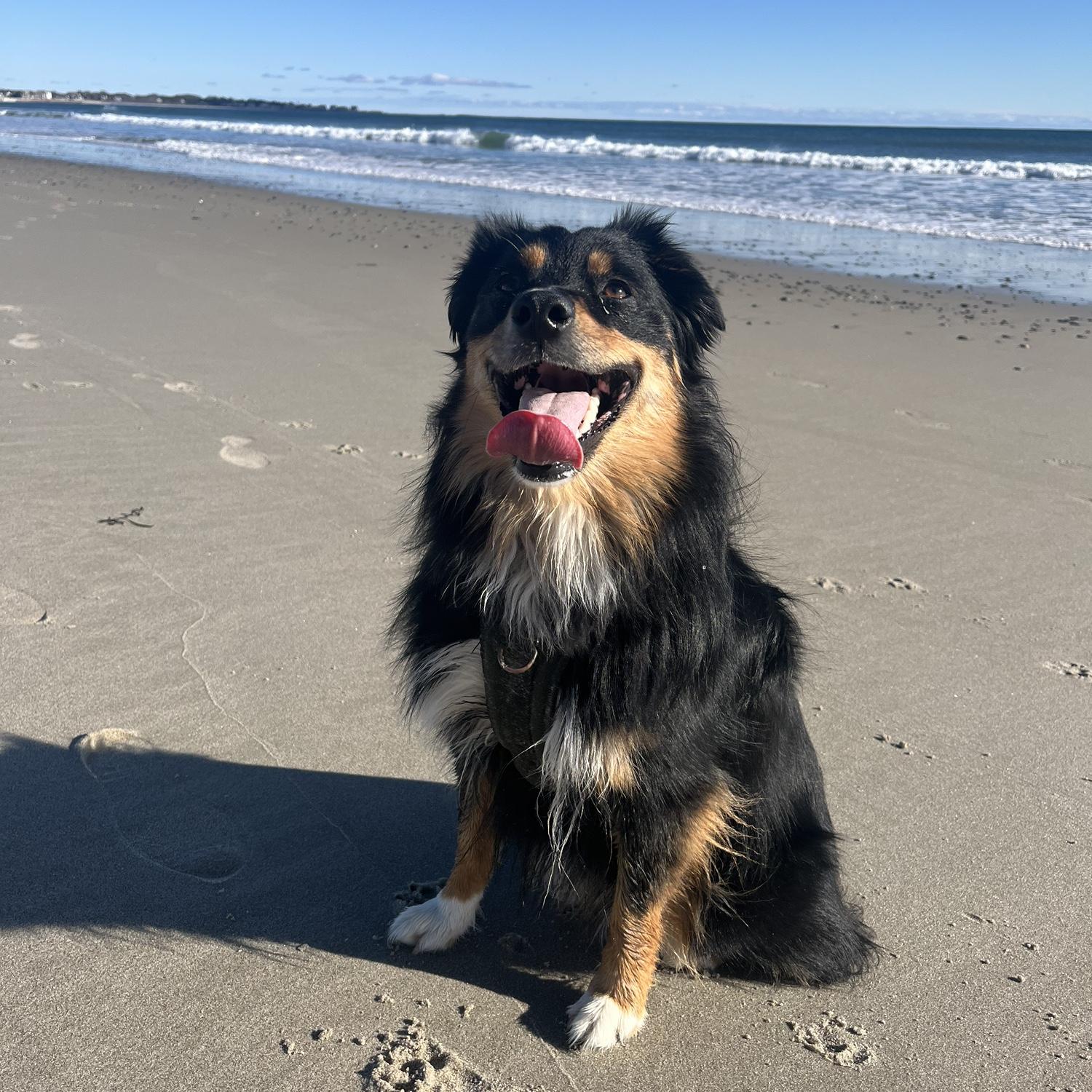 Puppy on the beach!