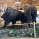 Mud Creek Bison Ranch