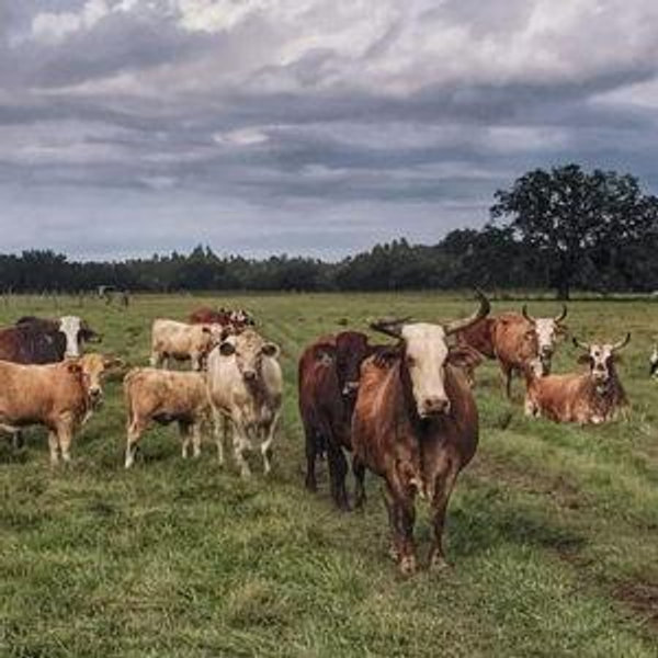 Our Future Farm Fund