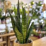 The Botany Shop