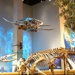 Perot Museum of Nature and Science