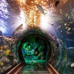 The Dallas World Aquarium