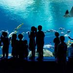 OdySea Aquarium