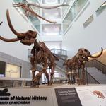 University of Michigan Natural History Museum