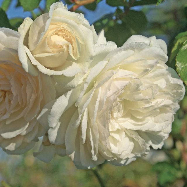 Heirloom Roses Climbing Rose Bush - Wedding Garland Live White Plant for Outdoor Planting