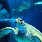 Mississippi Aquarium