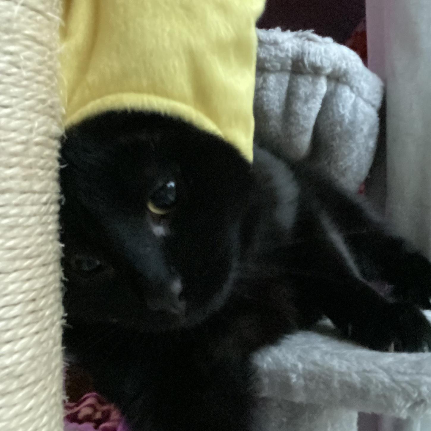Shrimp Saddened by Banana Hat