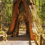 Tuolumne Grove Trailhead