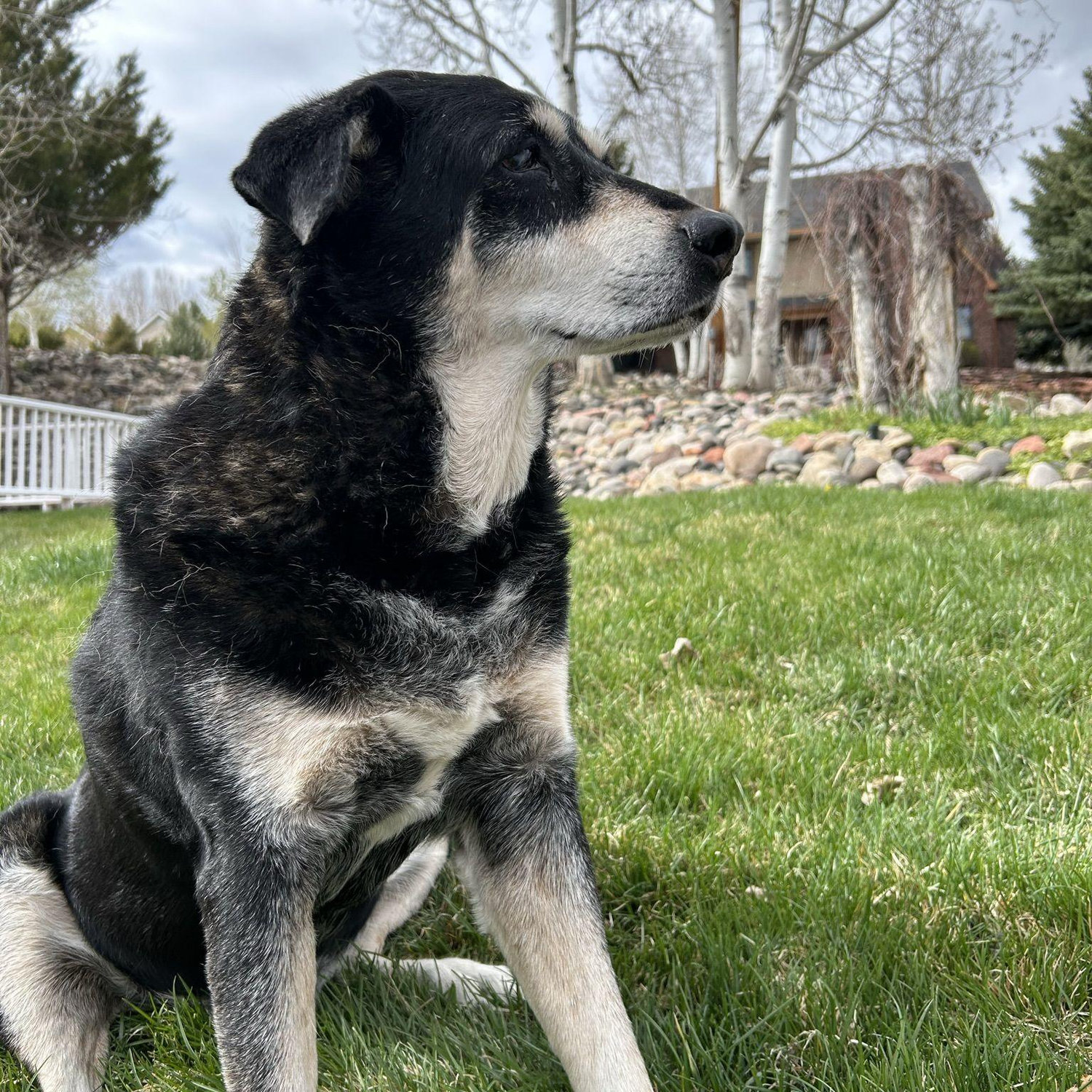 Majestic & graceful Corbin surveys his kingdom.