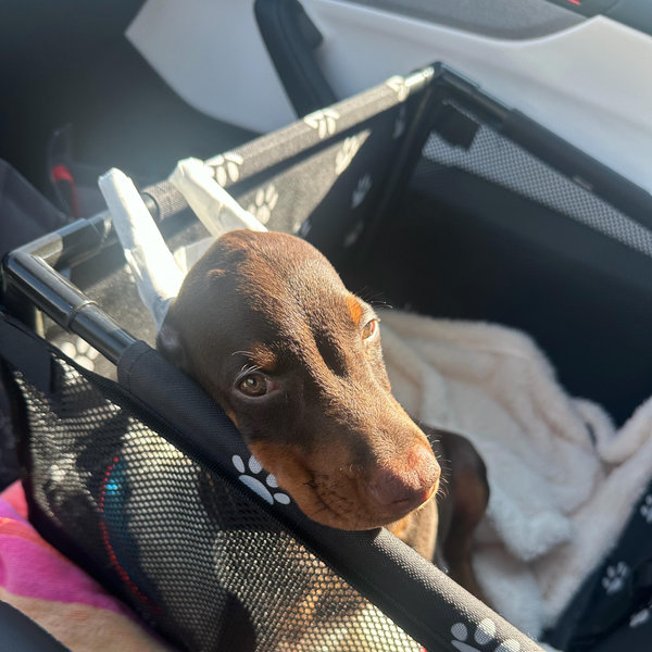 Zeus's Brother Max - Coming Soon