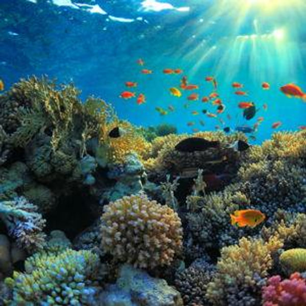 Great Barrier Reef Day Trip