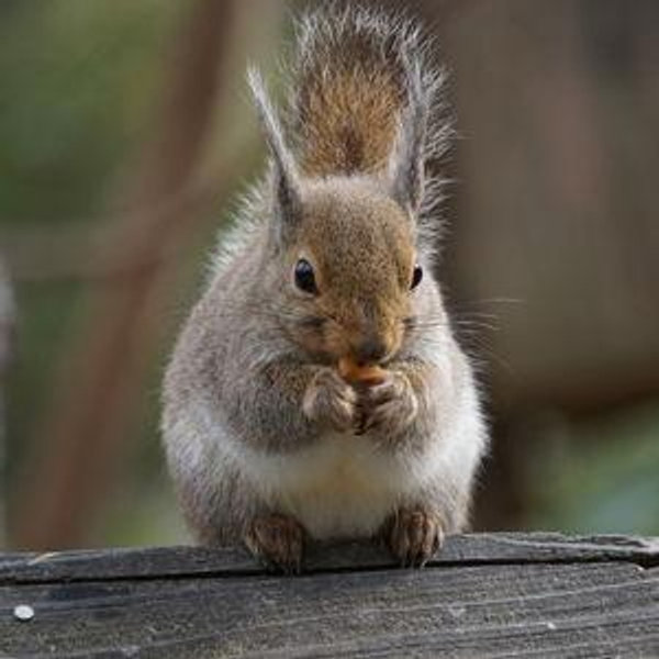Nuts Fund for Our Neighbor Squirrels