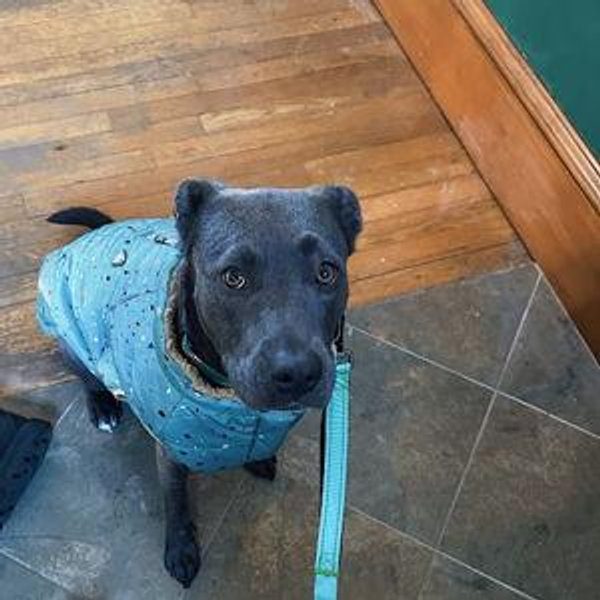 Pet Sitter