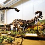 Carnegie Museum of Natural History